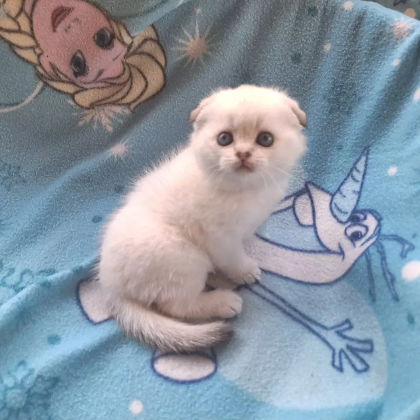 Foto 3 Scottish Fold e Straight con pedigree Benevento, colore prevalentemente