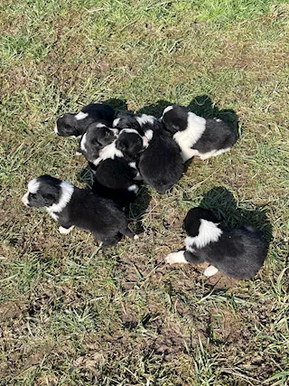 Cuccioli border