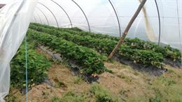Piantine di fragola qualità ALBA - Anteprima 1