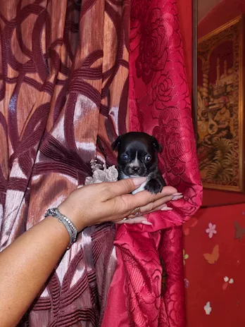 Cucciolo di Chihuahua toy linea russa
