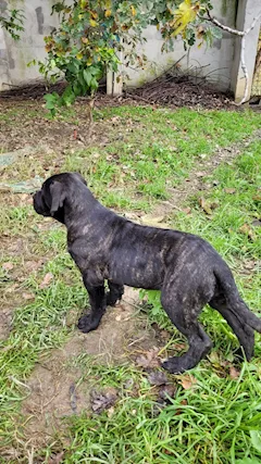 Cuccioli Cane Corso