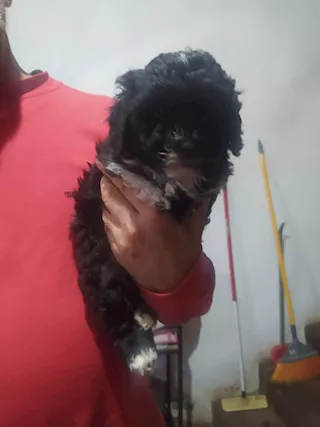 Cuccioli di Shih Poo