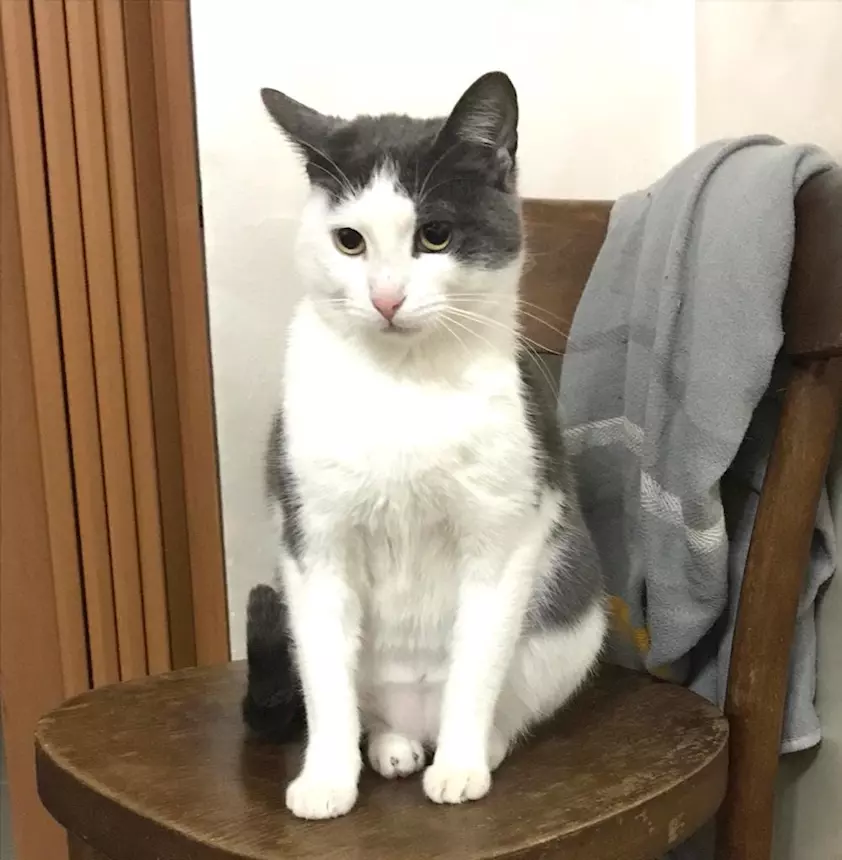Foto 4Piuma, micia molto dolce e sofficissima, tipo abitazione