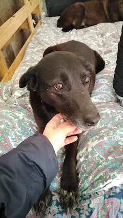 Bella - cagnolina dolcissima