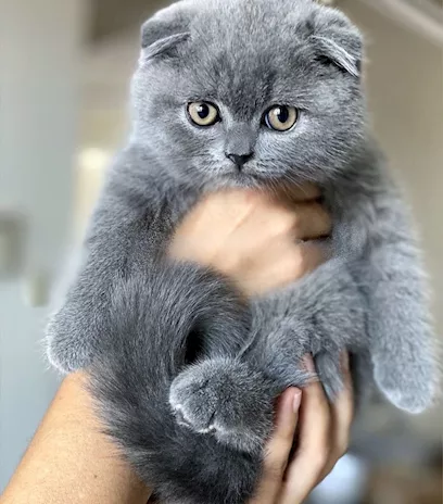 Scottish Fold