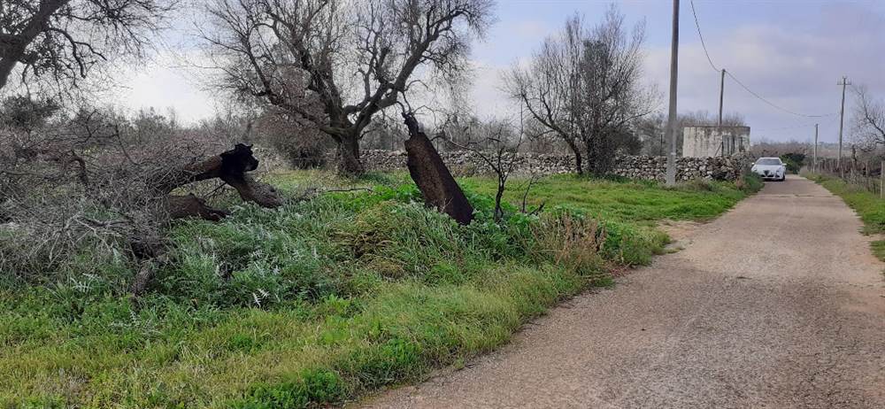 Terreno di 1 ettaro edificabile