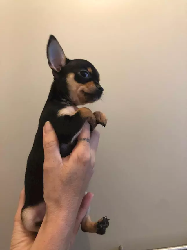 Foto 4Cuccioli di Razza chihuahua, genitori visibili