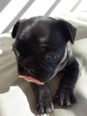 Bulldog Francese cuccioli - Anteprima 1