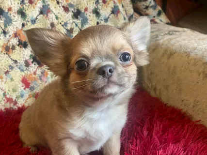 Chihuahua pelo lungo, genitori visibili - Foto 2