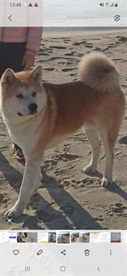 Cerco Akita frmmina per accoppiamento