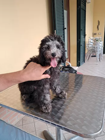 Barboncino taglia nana
