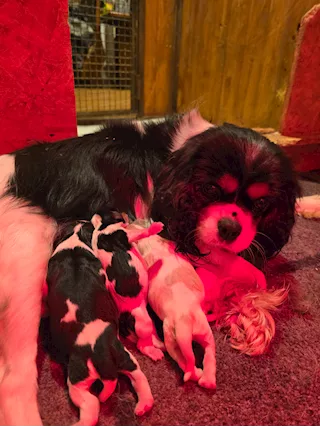 Cuccioli di Cavalier King Charles Spaniel
