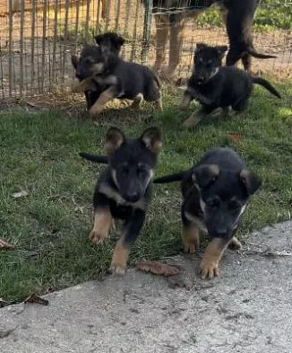 Cuccioli di Pastore Tedesco in regalo - Adozione responsabil