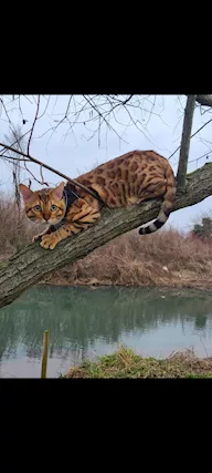 Bengala - Splendido giovane maschio Brown Spotted