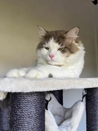 Gatto Razza siberiano - Foto 4