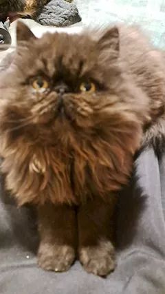 Gattino persiano