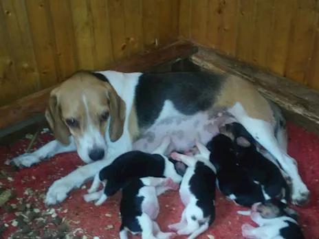Beagle tricolore cuccioli