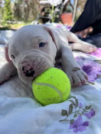 Cuccioli Dogo Argentino