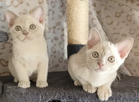Cuccioli Burmese Europeo color Lilla