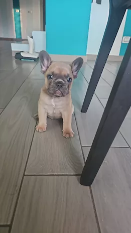Cucciolo Bulldog Francese