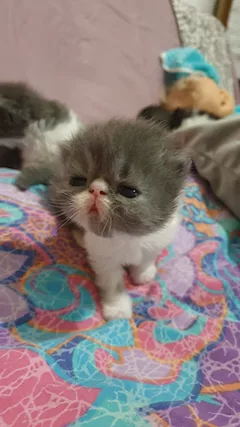 Cuccioli persiani ipertipici - Foto 2