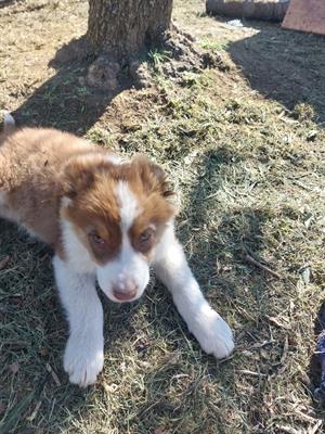 Cuccioli di pastore australiano