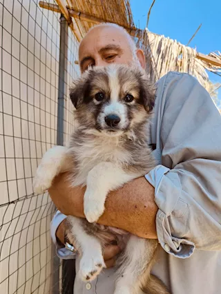 Mixer bellissimo cucciolo simil pastore australiano