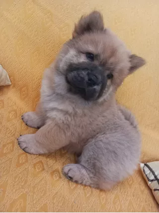 Cucciolo chow chow