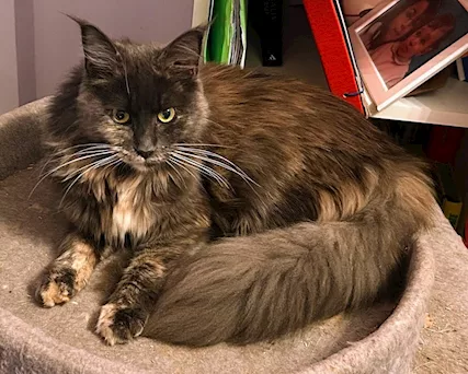 Maine Coon