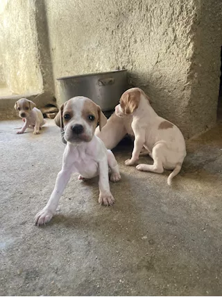 Cuccioli di Pointer - Foto 5