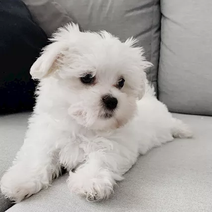 Due Cuccioli Maltese con Pedigree