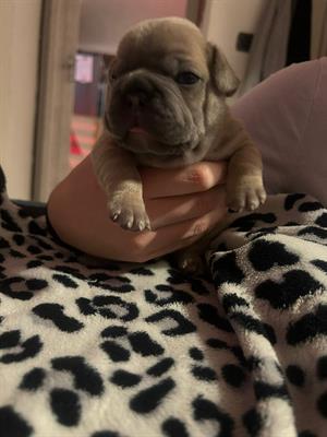 Cucciolo di bulldog francesce