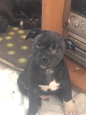 Staffordshire bull terrier cuccioli - Foto 2