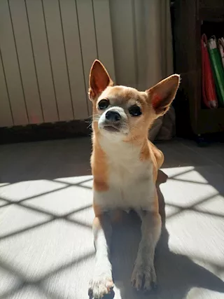 Cuccioli Razza Chihuahua, a pelo lungo - Foto 2