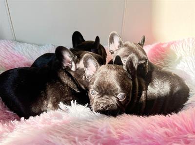 Bulldog francesi bringé con pedigree ENCI - Foto 5