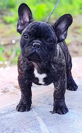 Cuccioli di Bulldog Francese maschietti