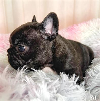Bulldog francesi bringé con pedigree ENCI - Foto 2