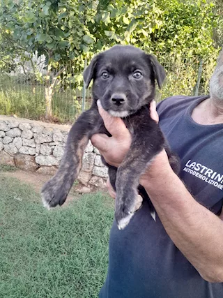 Meravigliosi cuccioli tigrati cercano casa