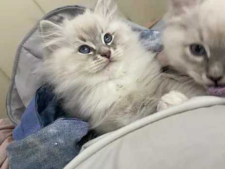 Cucciolata blu