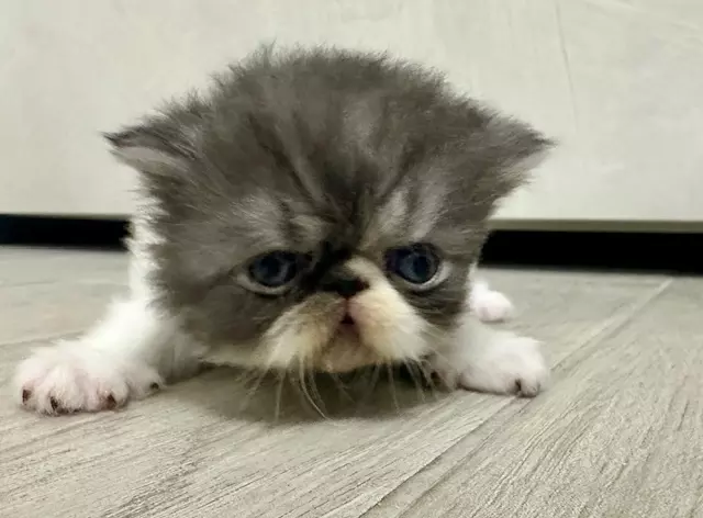 Foto 3 Cuccioli Persiani, genitori visibili