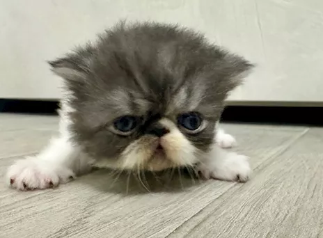 Cuccioli Persiani, genitori visibili - Foto 3