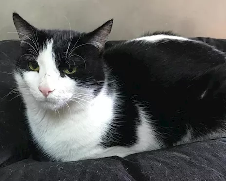 Boris bel gattone affettuoso e coccolone