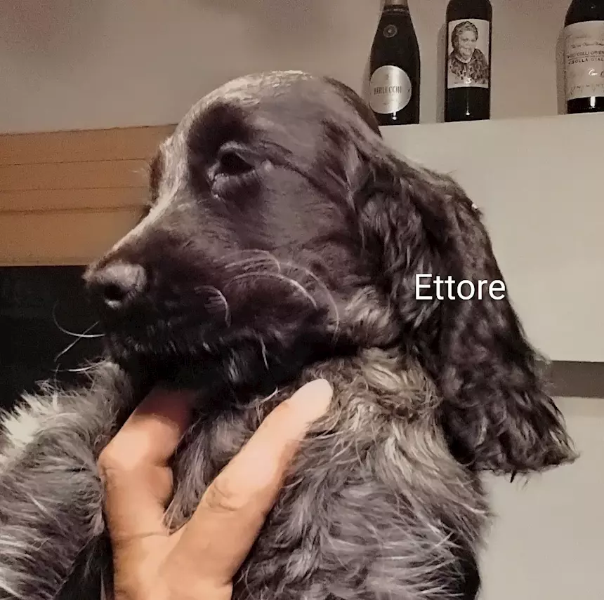 Cucciolo Razza Cocker Spaniel Inglese blu roano, prezzo trattabile