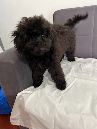 Barboncino nano nero
