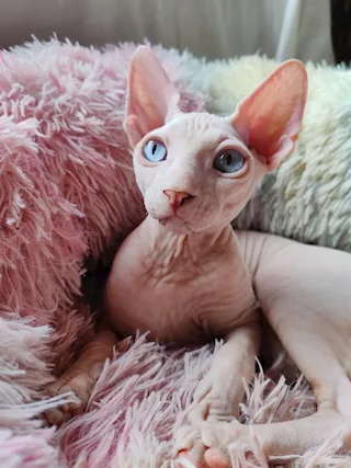 Cucciolo Canadian Sphynx