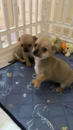 Chihuahua