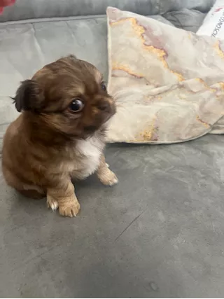 Cucciole di Razza chihuahua a pelo lungo - Foto 5