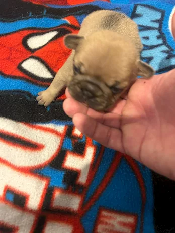 3 cuccioli maschi Bulldog Francesi