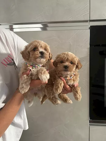 Maltipoo - Propongo meravigliosi cuccioli di