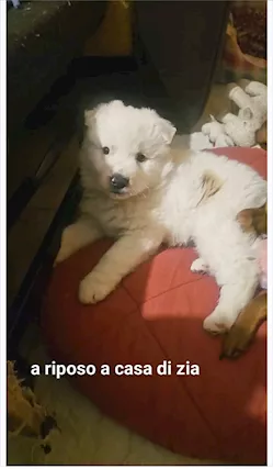 Tyson il cucciolo bello come un peluche